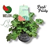Pelargonium geurend Melon Fresh | Meloen geur | 20 cm hoog | 12 cm pot