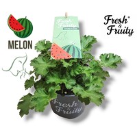 Pelargonium geurend Melon Fresh met meloen geur | 20 cm hoog | In 12 cm pot | Geurplant voor balkon en terras