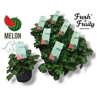 Pelargonium geurend Melon Fresh met meloen geur | 20 cm hoog | In 12 cm pot | Geurplant voor balkon en terras