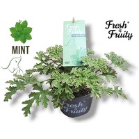 Pelargonium geurend Mint Fresh met munt geur en witte bloemen | 20 cm hoog | In 12 cm pot