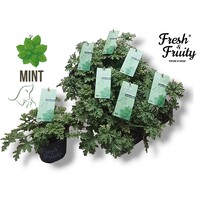 Pelargonium geurend Mint Fresh met munt geur en witte bloemen | 20 cm hoog | In 12 cm pot