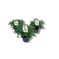 Pelargonium graveolens Mosquito Fighter (citroengeranium) | 25 cm hoog | In 12 cm pot | Geurige balkonplant