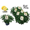 Pelargonium graveolens Mosquito Fighter | 12 cm pot | 25 cm hoog