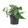 Epipremnum pinnatum 'Cebu Blue' | 12 cm pot | 20 cm hoog