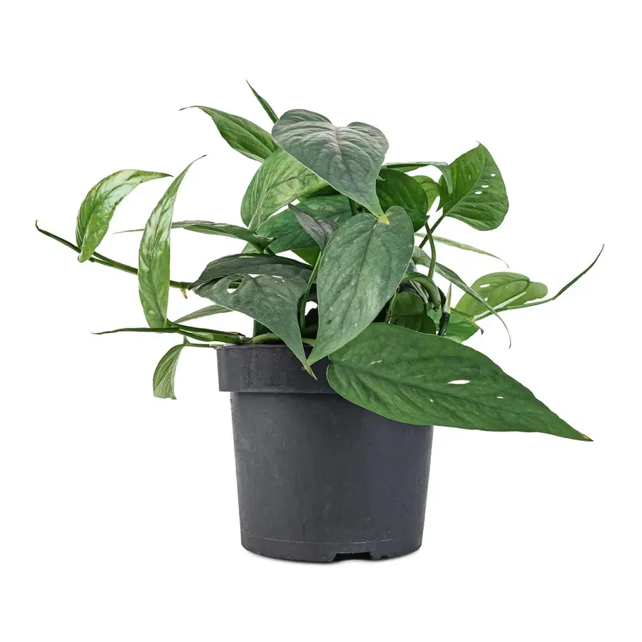 Epipremnum pinnatum 'Cebu Blue' terrariumplant en kamerplant | 12 cm pot | 20 cm hoog