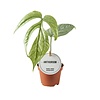 Monstera Amydrium medium | 6 cm pot | 12 cm hoog