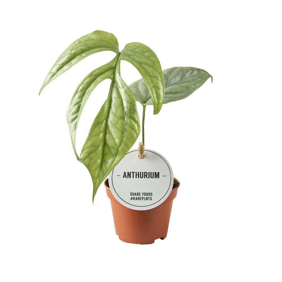 Monstera Amydrium medium, tropische klimplant voor terrarium en woonkamer | 6 cm pot | 12 cm hoog