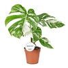 Monstera deliciosa Variegata | pot 15 cm | 50 cm hoog