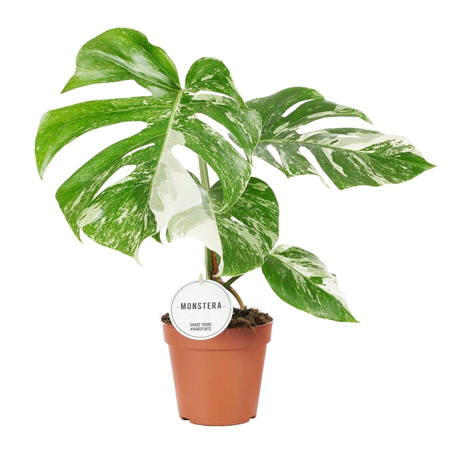 Monstera deliciosa Variegata | terrarium en kamerplant | pot 15 cm | 50 cm hoog