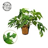 Monstera Minima | 12 cm pot | 30 cm hoog