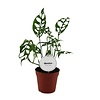 Monstera obliqua Peru | 12 cm pot | 35 cm hoog
