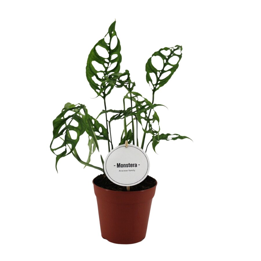Monstera obliqua Peru | zeldzame terrarium en kamerplant | 12 cm pot | 35 cm hoog