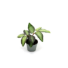 Pellionia repens 6 cm pot | 12 cm hoog