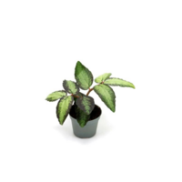 Pellionia repens 6 cm pot | kruipende terrariumplant 12 cm hoog