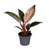 Philodendron Pink Bikini | 6 cm pot | 10 cm hoog