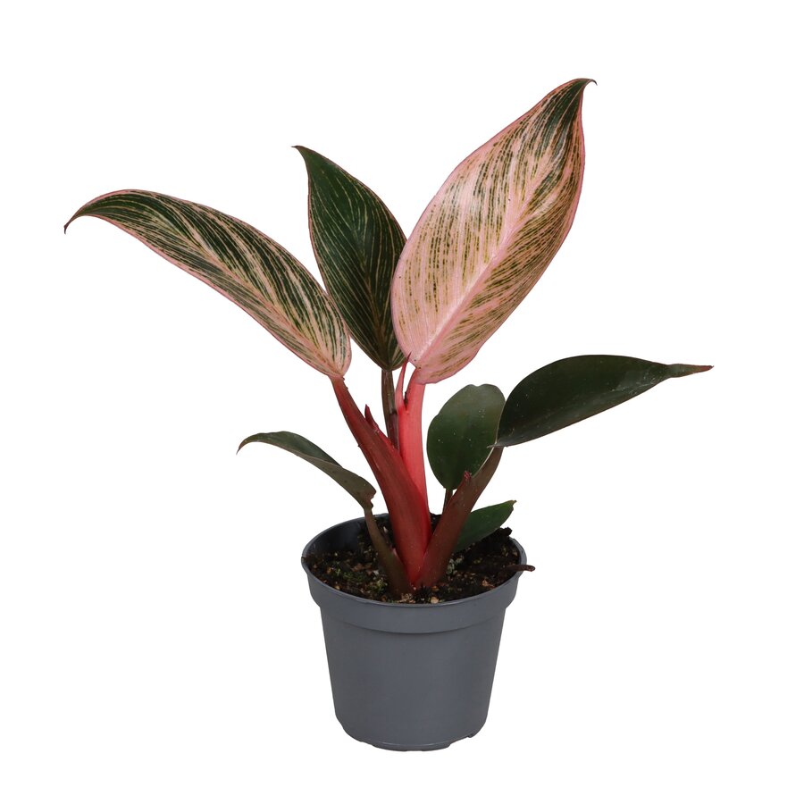 Philodendron Pink Bikini | terrarium en kamerplant | 6 cm pot | 10 cm hoog