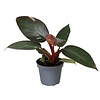 Philodendron Pink Princess | 6 cm pot | 12 cm hoog