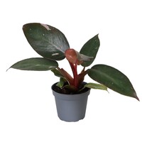Philodendron Pink Princess terrariumplant en kamerplant | 6 cm pot | 12 cm hoog
