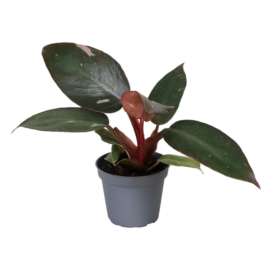 Philodendron Pink Princess terrariumplant en kamerplant | 6 cm pot | 12 cm hoog