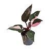 Philodendron Pink Princess M | 5 cm pot | 12 cm hoog