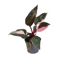 Philodendron Pink Princess M | compacte terrarium en kamerplant | 5 cm pot | 12 cm hoog