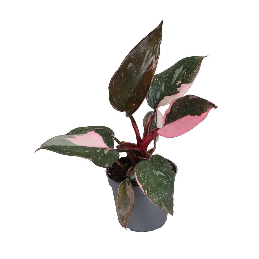 Philodendron Pink Princess M | compacte terrarium en kamerplant | 5 cm pot | 12 cm hoog