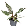 Philodendron Red Anderson | 6 cm pot | 10 cm hoog