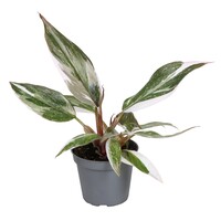 Philodendron Red Anderson | 6 cm pot | 10 cm hoog | kleurrijke terrariumplant en kamerplant