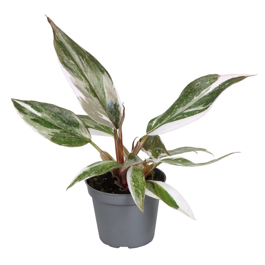 Philodendron Red Anderson | 6 cm pot | 10 cm hoog | kleurrijke terrariumplant en kamerplant