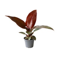 Philodendron Red Sun terrariumplant | 6 cm pot | 10 cm hoog
