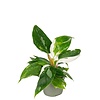 Philodendron White Princess | 6 cm pot | 15 cm hoog