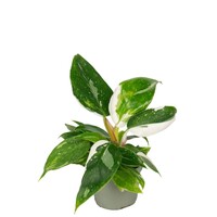 Philodendron White Princess terrariumplant | 6 cm pot | 15 cm hoog