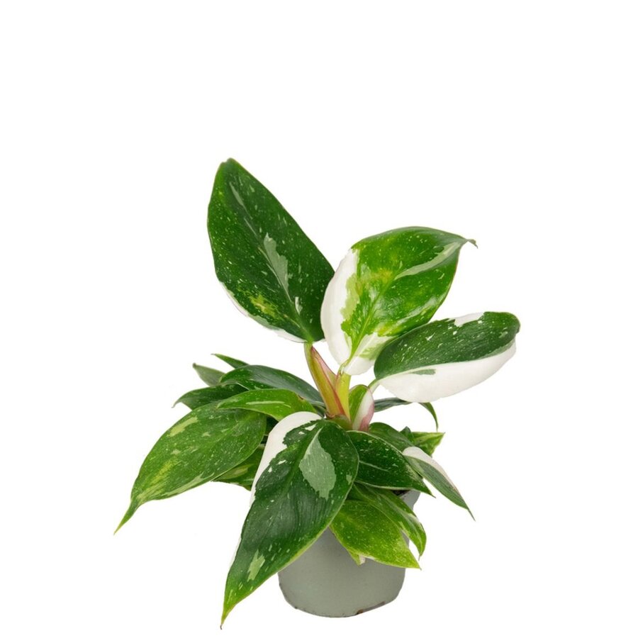 Philodendron White Princess terrariumplant | 6 cm pot | 15 cm hoog