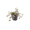 Pilea glaucophylla 'Greyzy' | 6 cm pot | 12 cm hoog