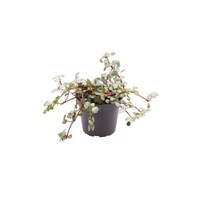 Pilea glaucophylla 'Greyzy' terrariumplant | 6 cm pot | 12 cm hoog