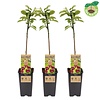 Prunus avium Regina | Kersenboom | 50 cm hoog | 15 cm pot