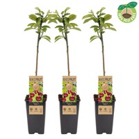 Prunus avium Regina kersenboom | 50 cm hoog | In 15 cm pot | Late zoete kers