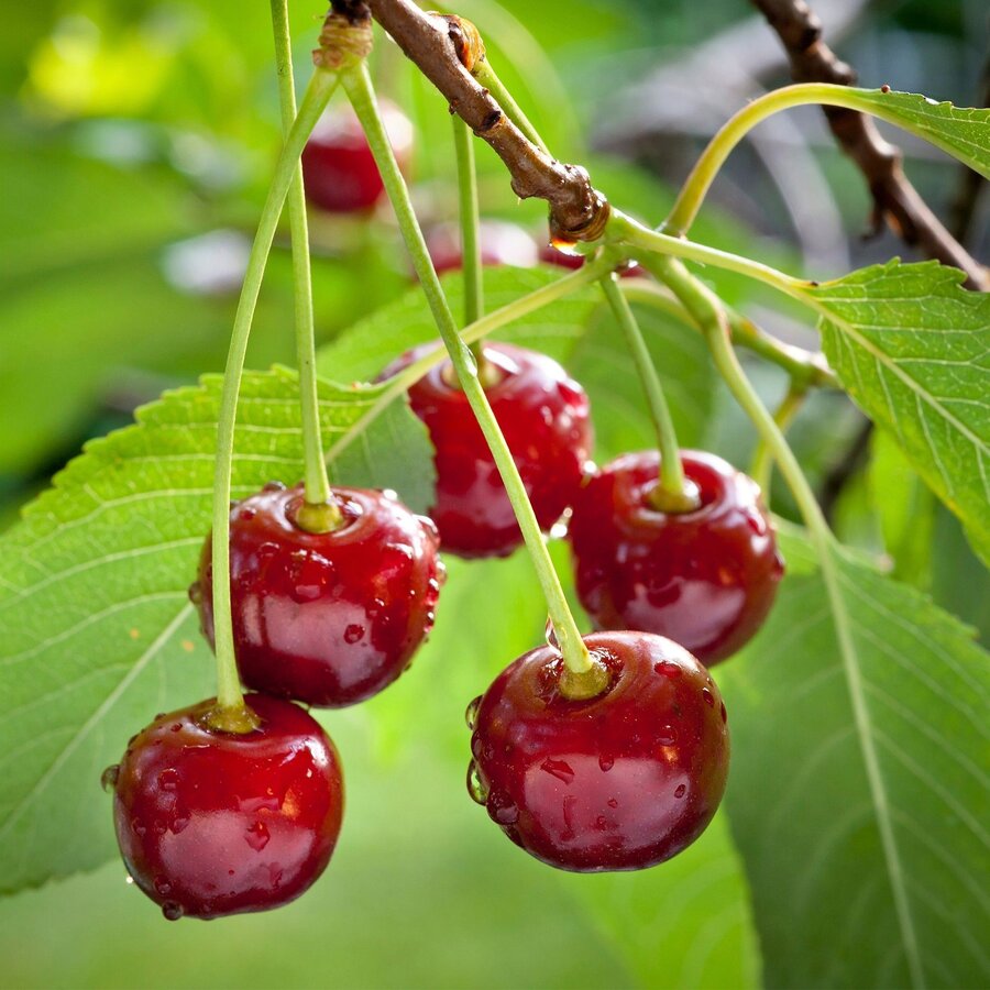 Prunus avium Regina kersenboom | 50 cm hoog | In 15 cm pot | Late zoete kers
