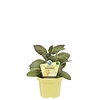 Cheese | Eetbare kaasplant | 15 cm hoog | 12 cm pot