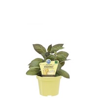 Cheese de eetbare kaasplant (Paederia lanuginosa) | 15 cm hoog | In 12 cm pot | Bijzonder tuinkruid