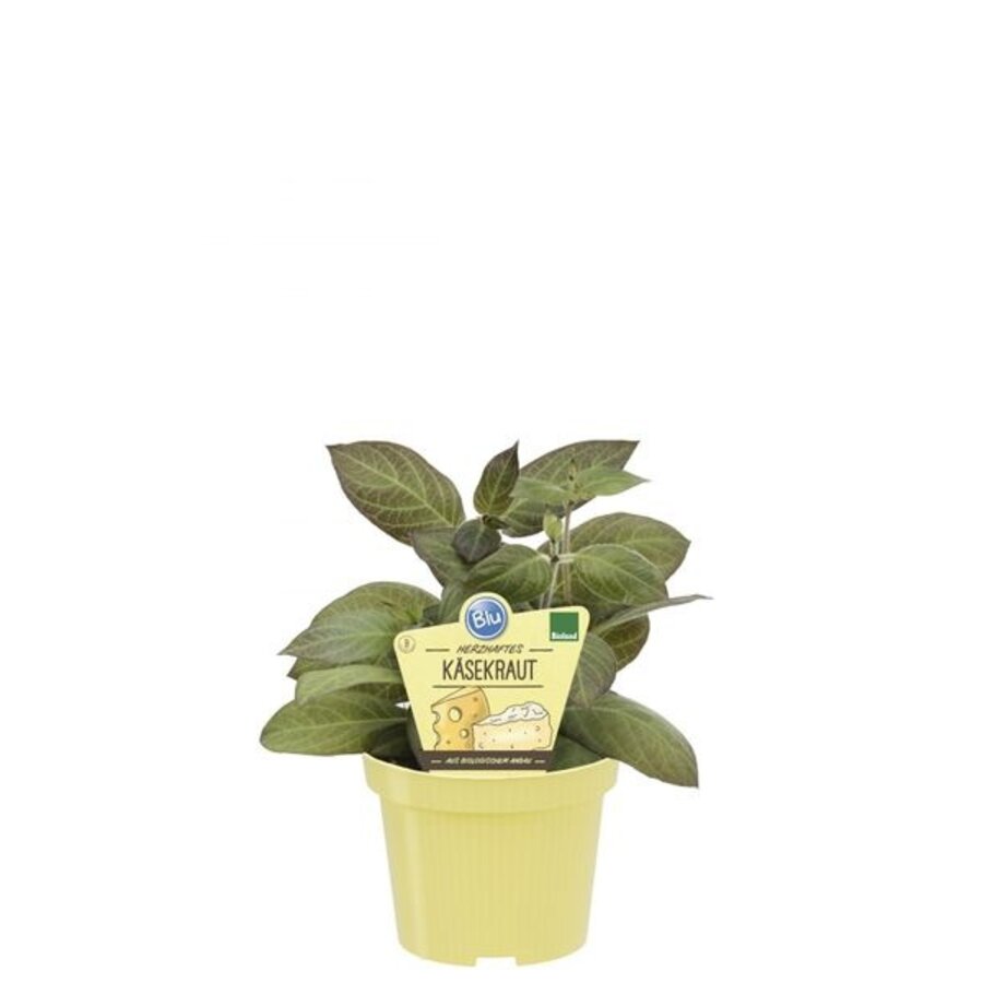 Cheese de eetbare kaasplant (Paederia lanuginosa) | 15 cm hoog | In 12 cm pot | Bijzonder tuinkruid