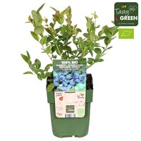 BIO Vaccinium corymbosum 'Bluecrop' | Blauwe bes | 30 cm hoog | In 13 cm pot | Sterke fruitstruik