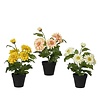 Zinnia gemengde kleuren | Per stuk | 30 cm hoog | 10,5 cm pot