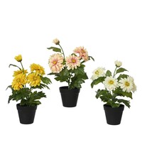 Zinnia gemengde kleuren | Verkoop per stuk | Bij meerdere planten zo veel mogelijk verschillende kleuren | 30 cm hoog | In 10,5 cm pot