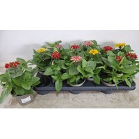 Zinnia gemengde kleuren | Verkoop per stuk | Bij meerdere planten zo veel mogelijk verschillende kleuren | 30 cm hoog | In 10,5 cm pot
