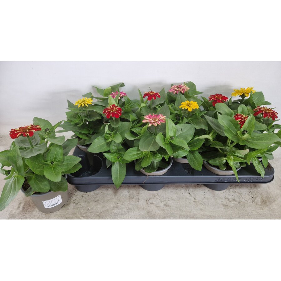 Zinnia gemengde kleuren | Verkoop per stuk | Bij meerdere planten zo veel mogelijk verschillende kleuren | 30 cm hoog | In 10,5 cm pot