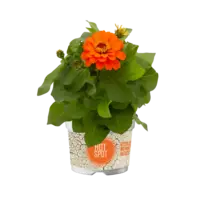Zinnia gemengde kleuren | Verkoop per stuk | Bij meerdere planten zo veel mogelijk verschillende kleuren | 30 cm hoog | In 10,5 cm pot