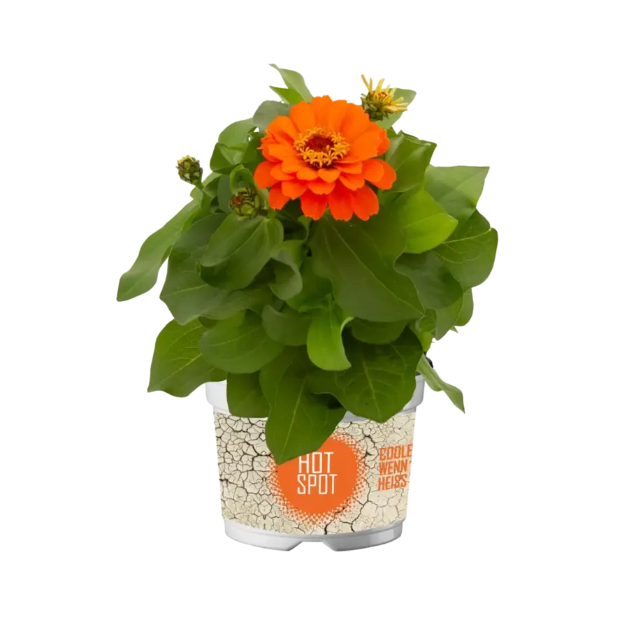 Zinnia gemengde kleuren | Verkoop per stuk | Bij meerdere planten zo veel mogelijk verschillende kleuren | 30 cm hoog | In 10,5 cm pot