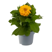 Zinnia gemengde kleuren | Verkoop per stuk | Bij meerdere planten zo veel mogelijk verschillende kleuren | 30 cm hoog | In 10,5 cm pot