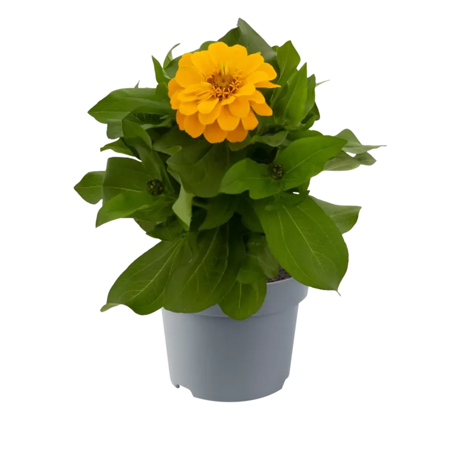 Zinnia gemengde kleuren | Verkoop per stuk | Bij meerdere planten zo veel mogelijk verschillende kleuren | 30 cm hoog | In 10,5 cm pot